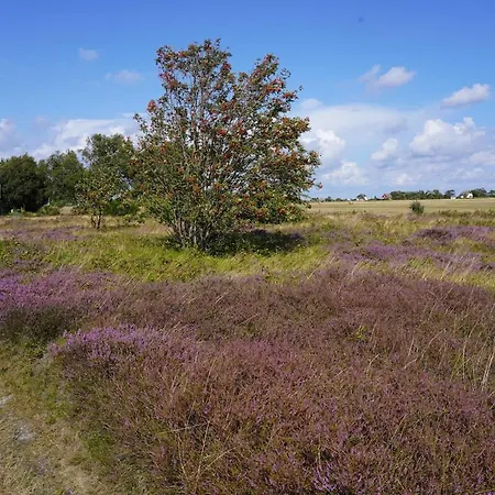 Auf Der Insel Hiddensee