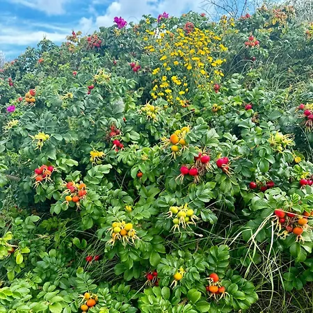 Auf Der Insel Hiddensee كلوستر