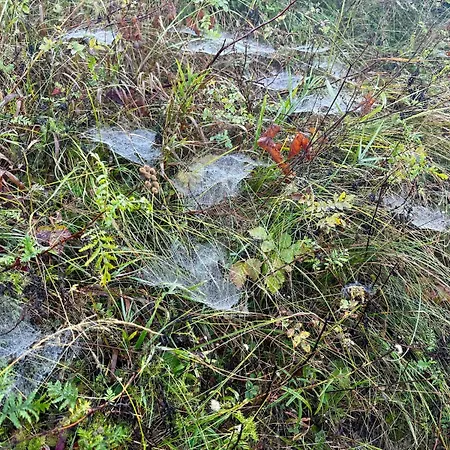 بيت للعطل Auf Der Insel Hiddensee